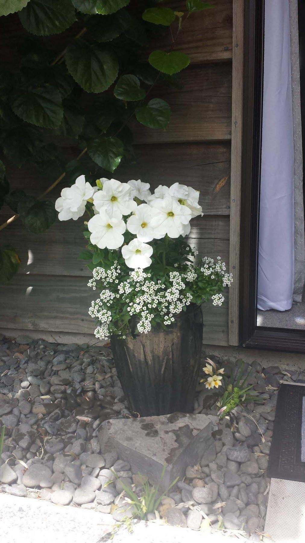Opua Boutique Seaview Motel Eksteriør billede